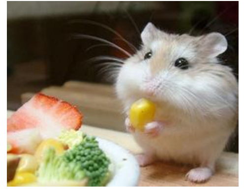 鼠粮快没有,仓鼠可以吃什么?