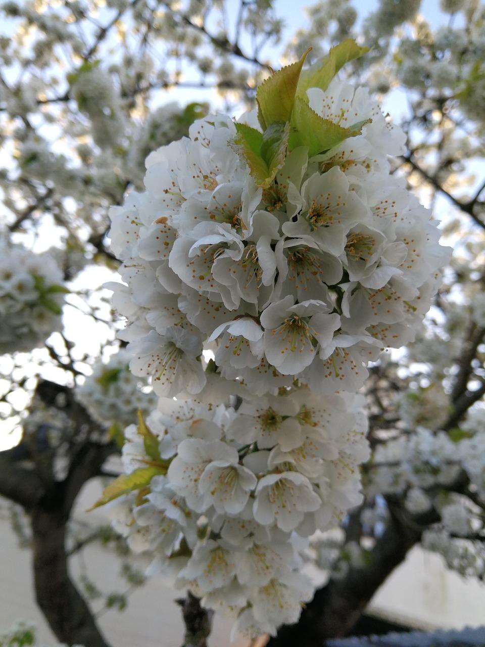 4. 白橡板价格对比