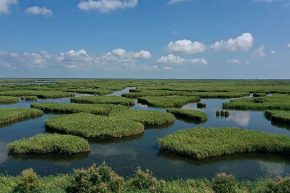 黄河三角洲湿地面积图片