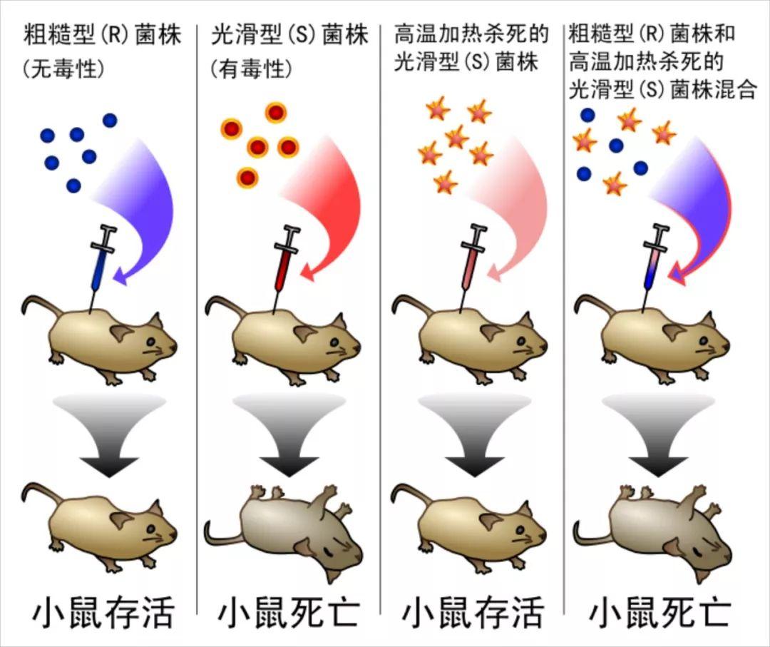 DNA简史：遗传物质的发现之旅 - 知乎