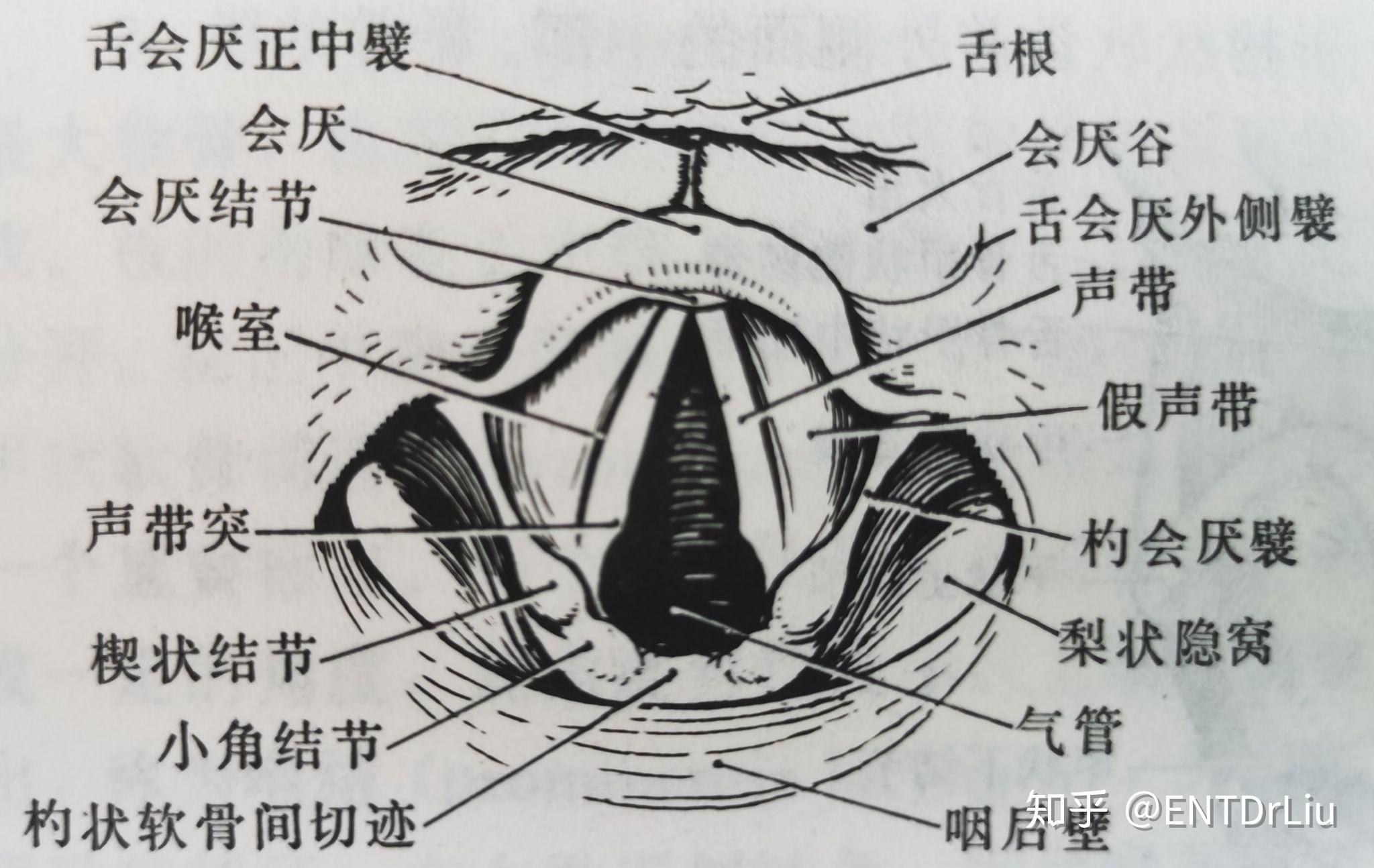 人的舌头会厌部图片图片