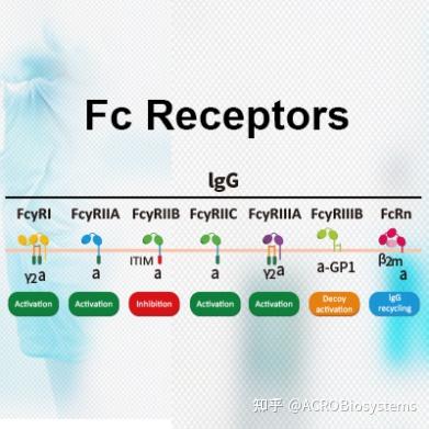 抗体Fc段亲和力评估详解 - 知乎