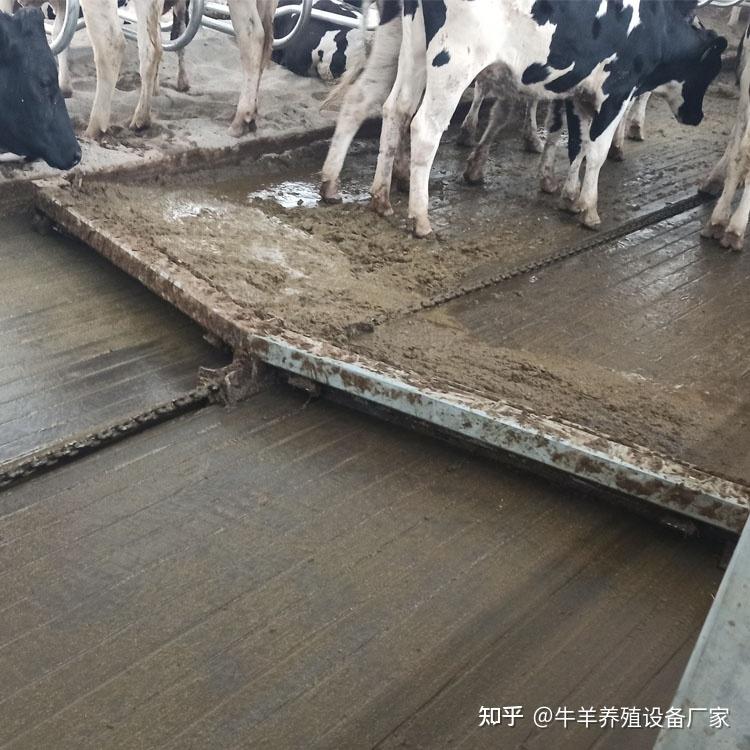 自动定时清粪,清粪效率高,也能保持牛舍采食通道和行走通道的清洁,其