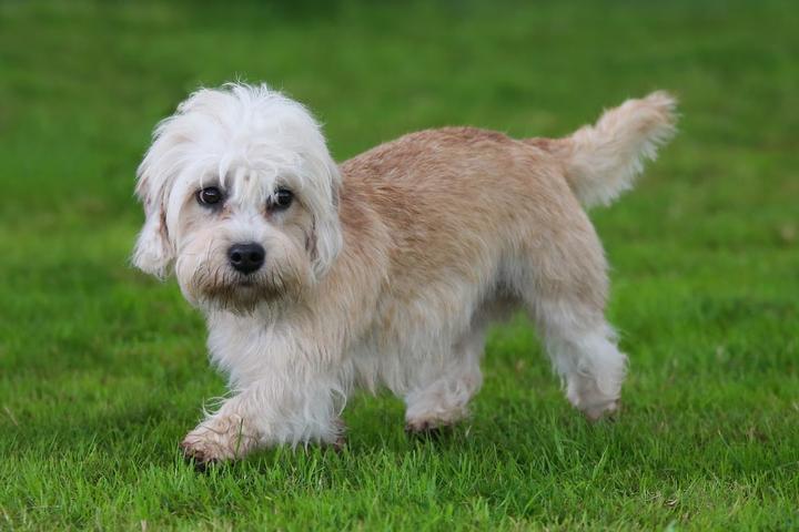 207个品种纯种犬介绍三十七丹迪丁蒙梗和艾莫劳峡谷梗