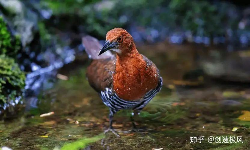 140年后再现!黑枕雉鸠惊艳回归,谜团暗藏华南虎存活? - 知乎