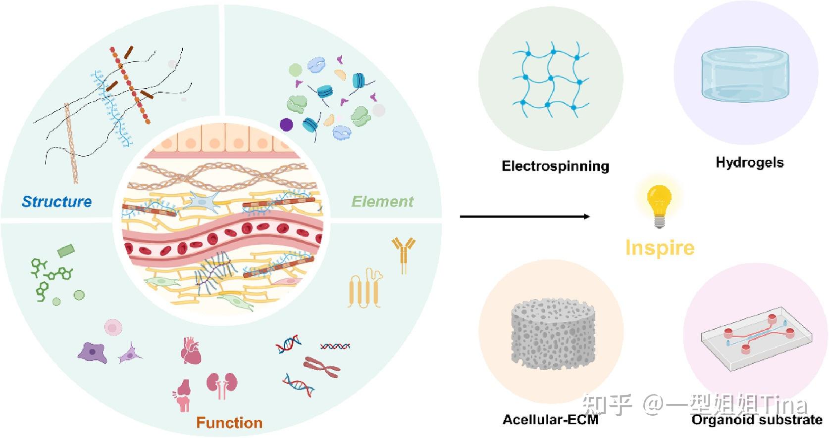 细胞外基质（ECM）在临床上有哪些作用？ - 知乎