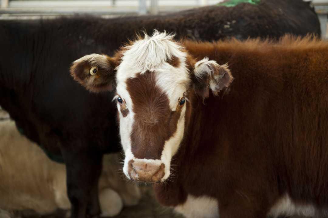 290倍溢价置入资产却打折置出鹏都农牧意在输血控股股东