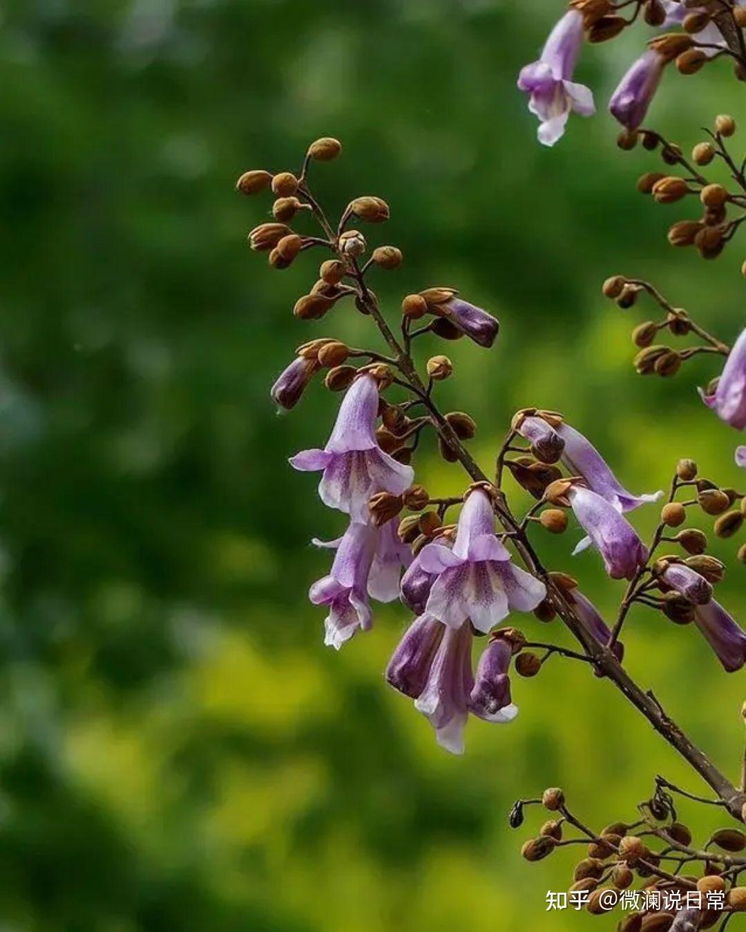 桐叶飘香醉了我多年的迷惘