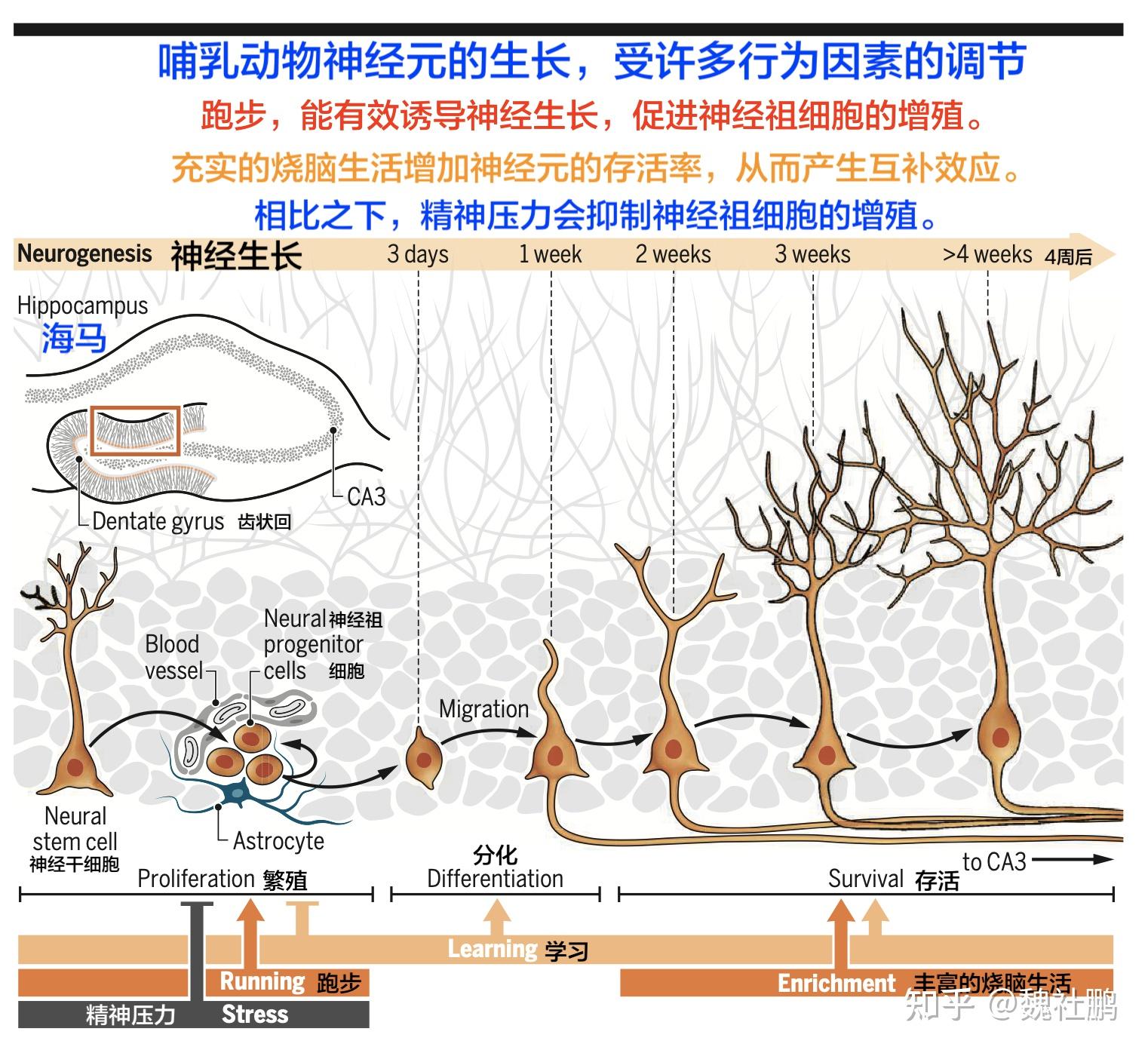 如果可能,请坚持间歇性禁食 - 知乎