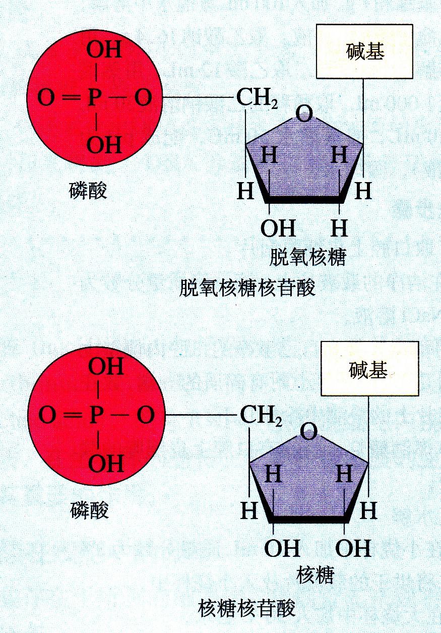 每个核苷酸有什么组成. - 知乎
