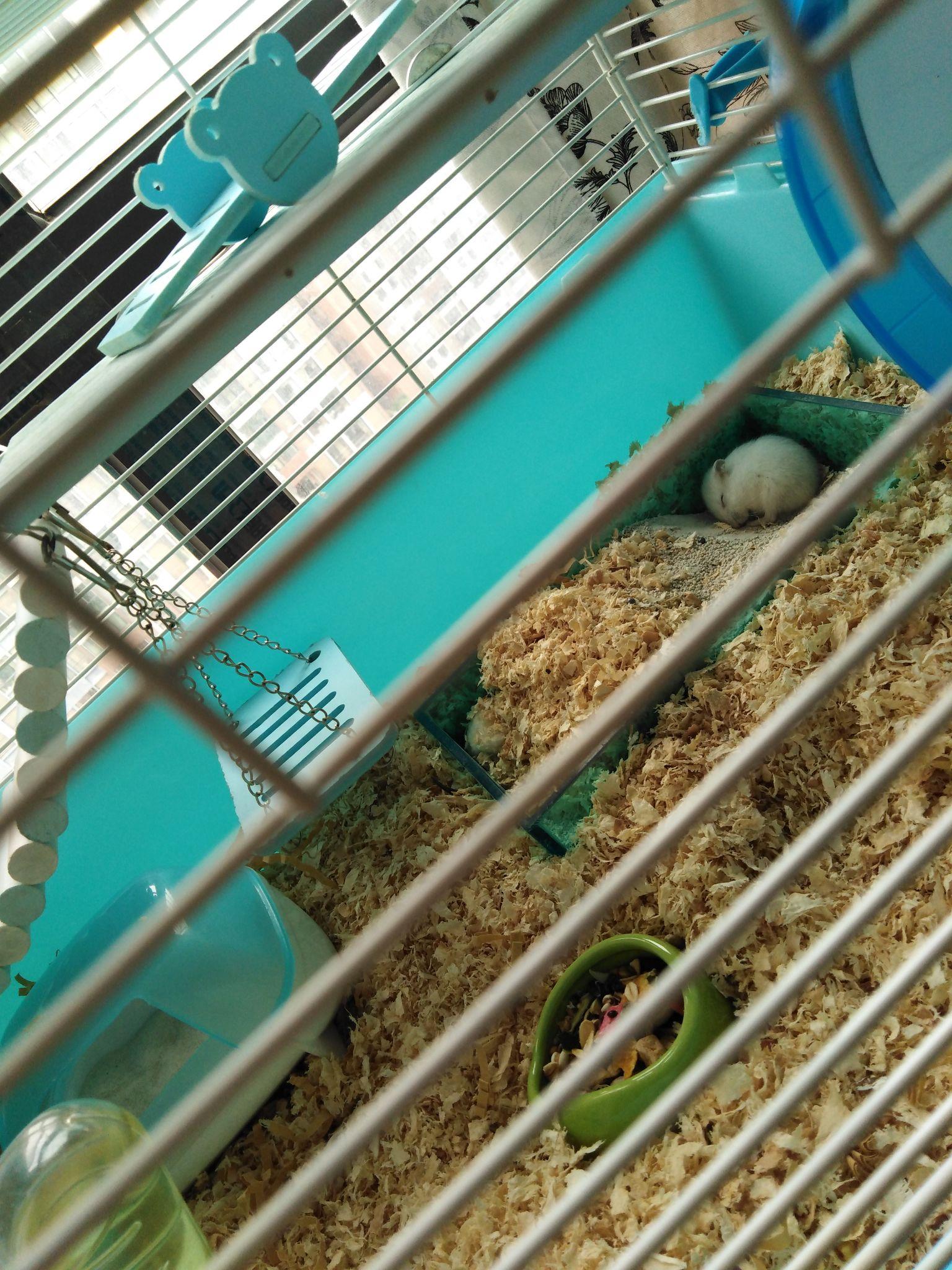 有哪些你想分享的关于养仓鼠的照片