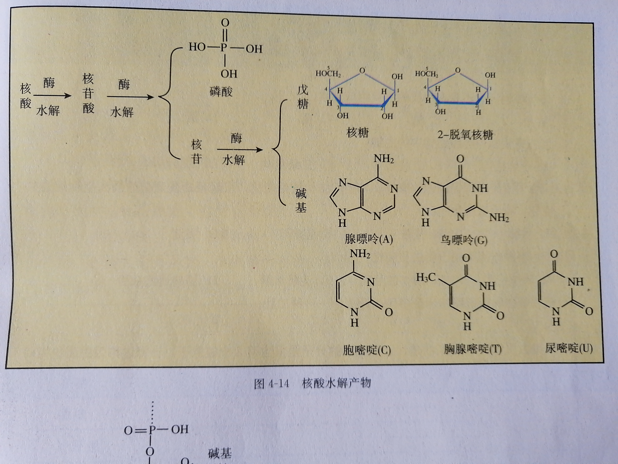 核糖脫氧核糖核糖核苷酸脫氧核糖核苷酸核糖核酸脫氧核糖核酸分別都是