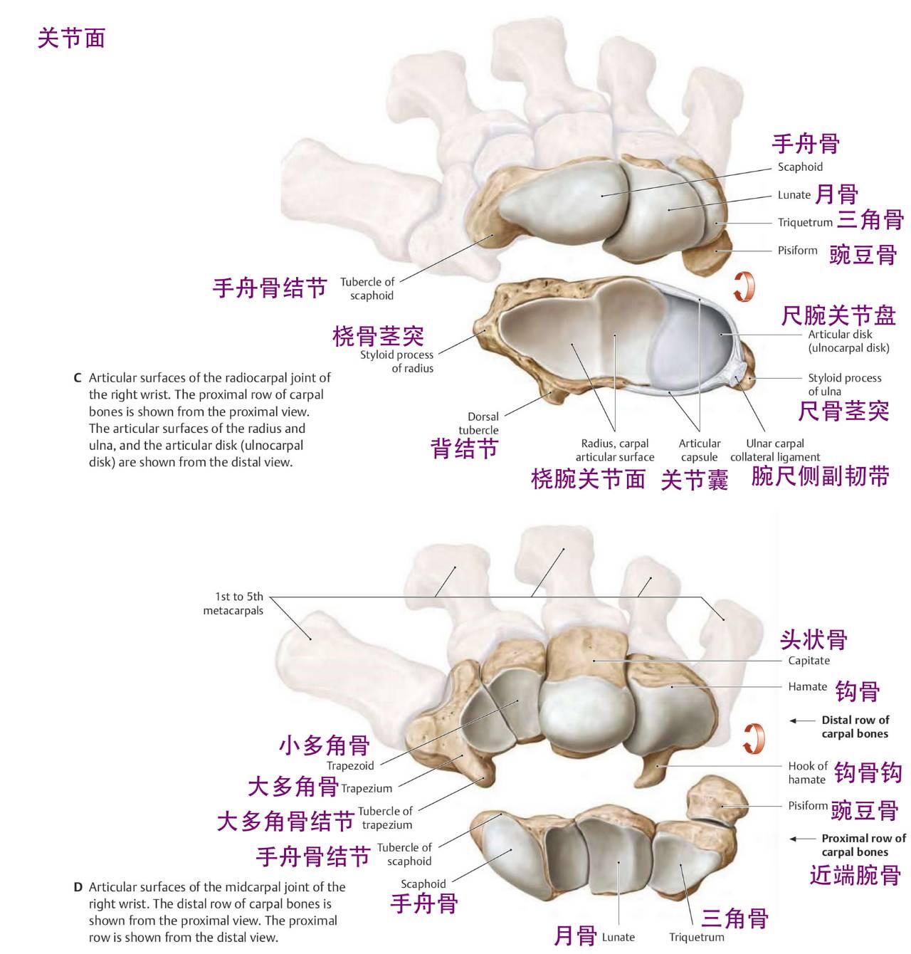 手关节 - 知乎