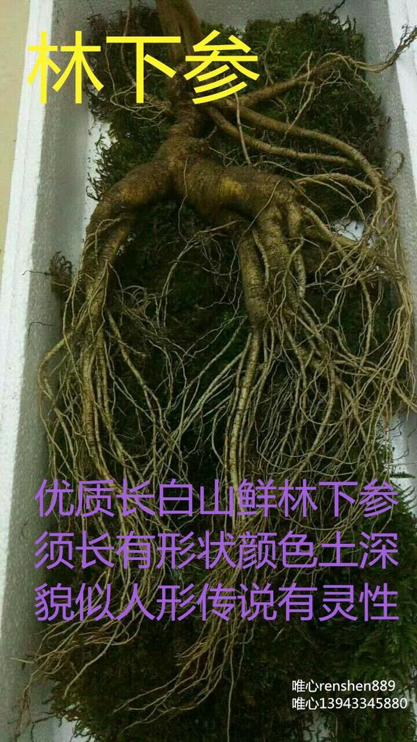 吃人参的好处 知乎