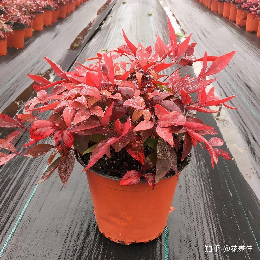 火焰南天竹的家庭养殖方法 - 知乎