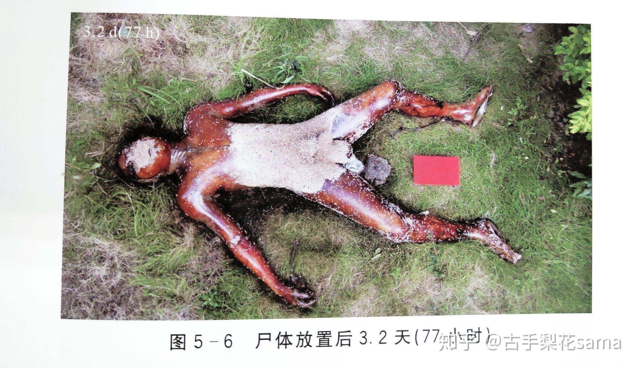 如何评价《实用法医昆虫学》这本书?