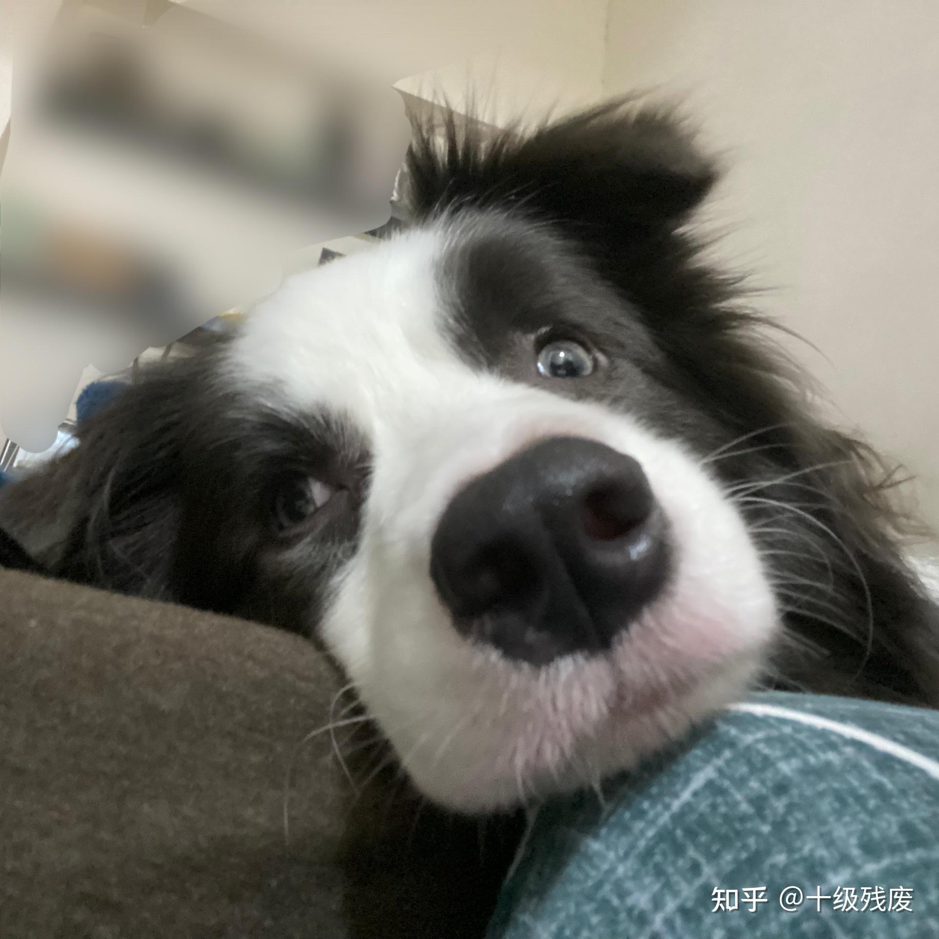 蓝白边牧长大了是什么样子的? - 知乎