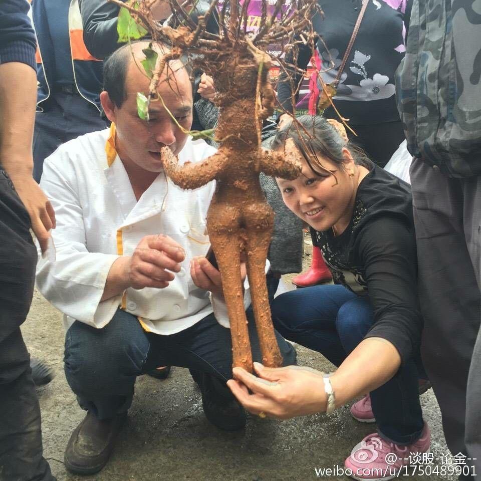 江西南昌工地上挖到的人形树根谁知道是什么植物