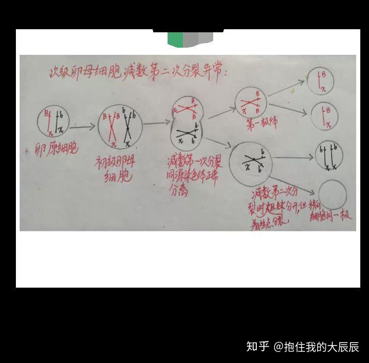 植物卵母细胞减数图解图片