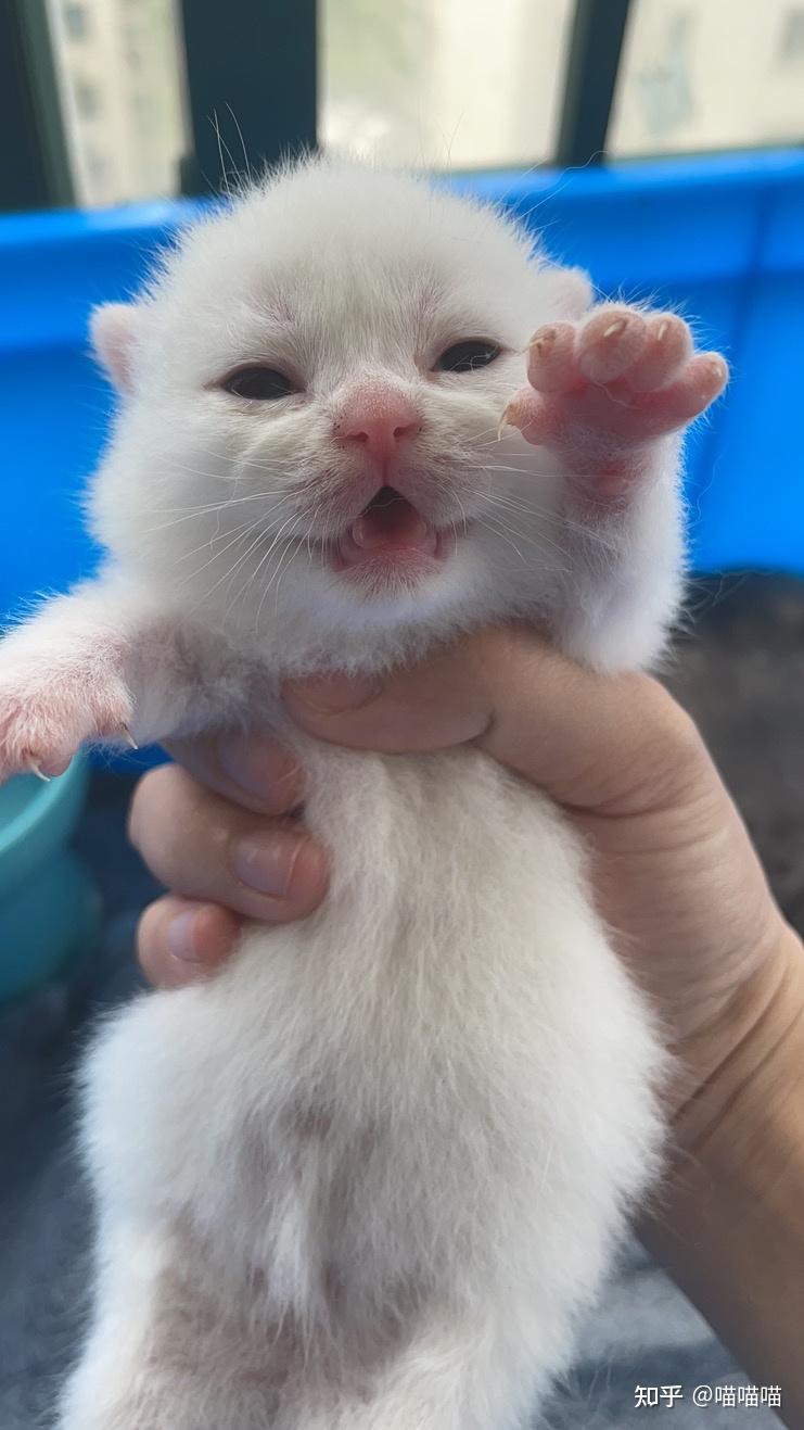 纯白英短跟普通白猫的区别到底在哪里