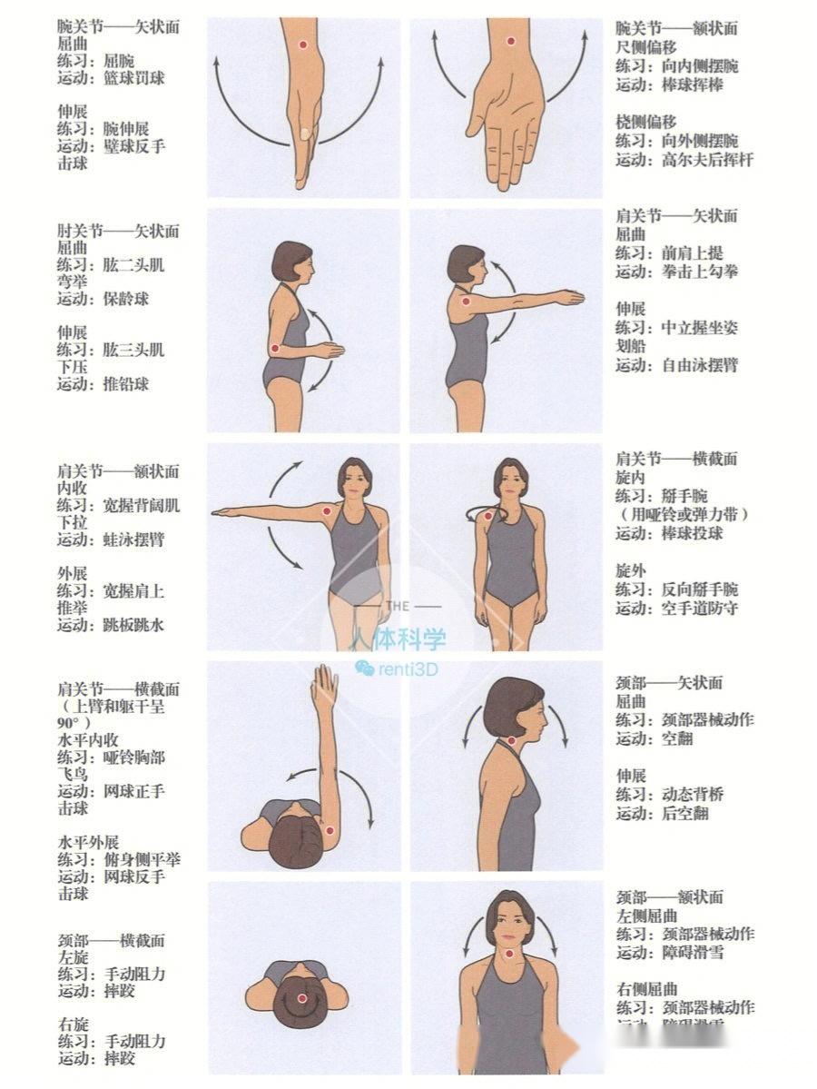 【运动解剖】人体运动方位、屈伸、轴面 的常用术语图示 - 知乎