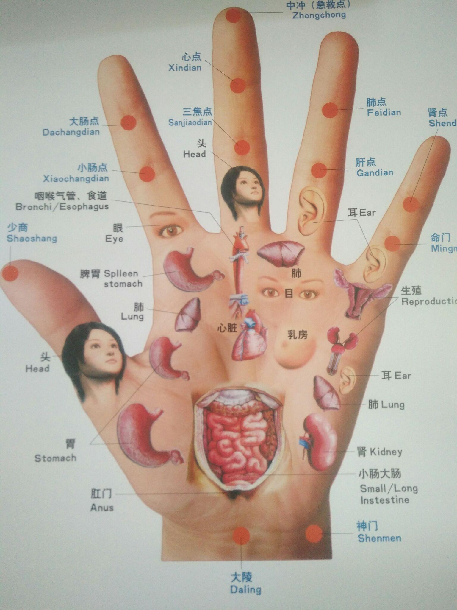 中医基础理论(望甲诊病)