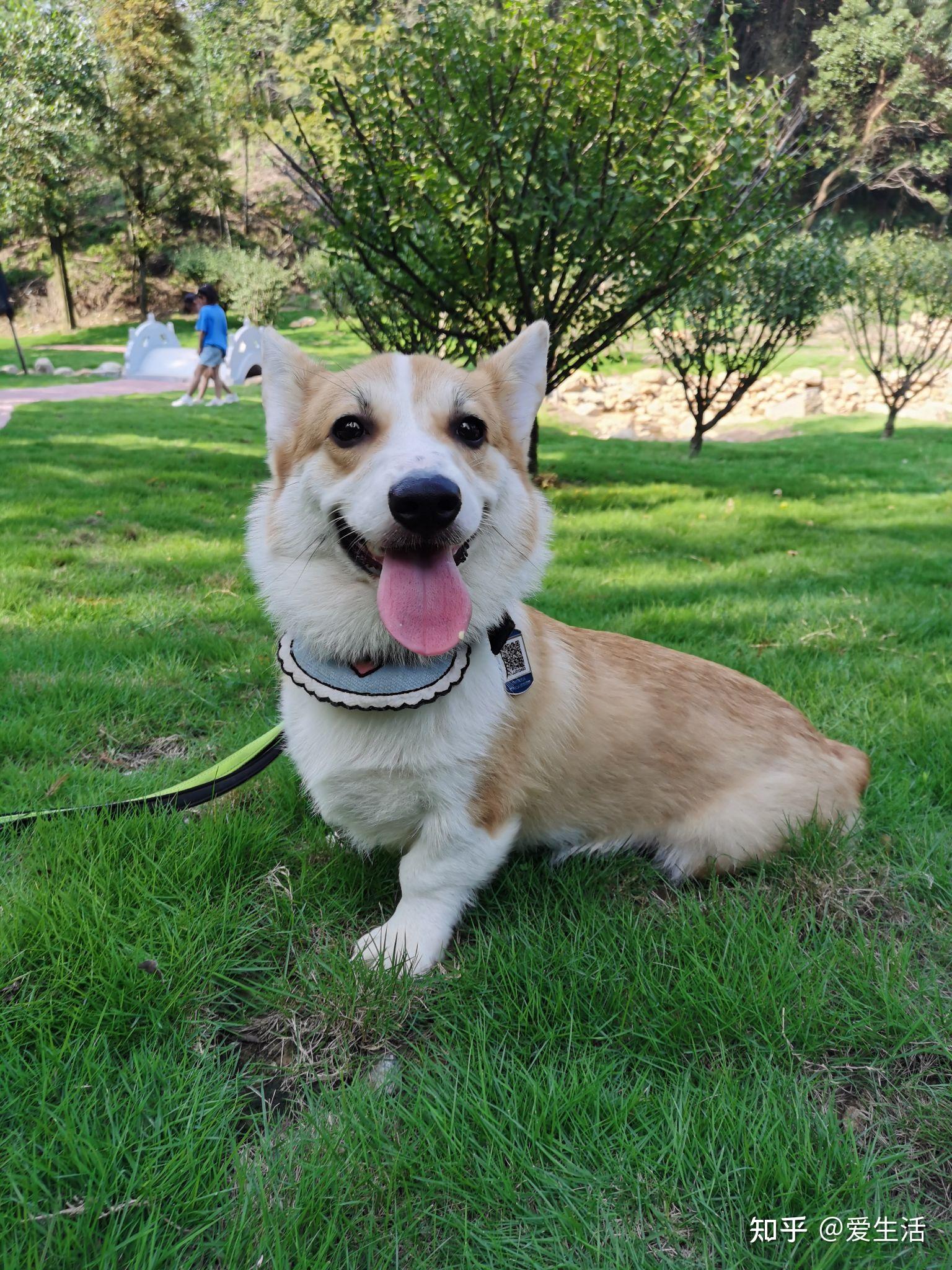 你觉得饲养柯基犬之后生活变得更加快乐了吗