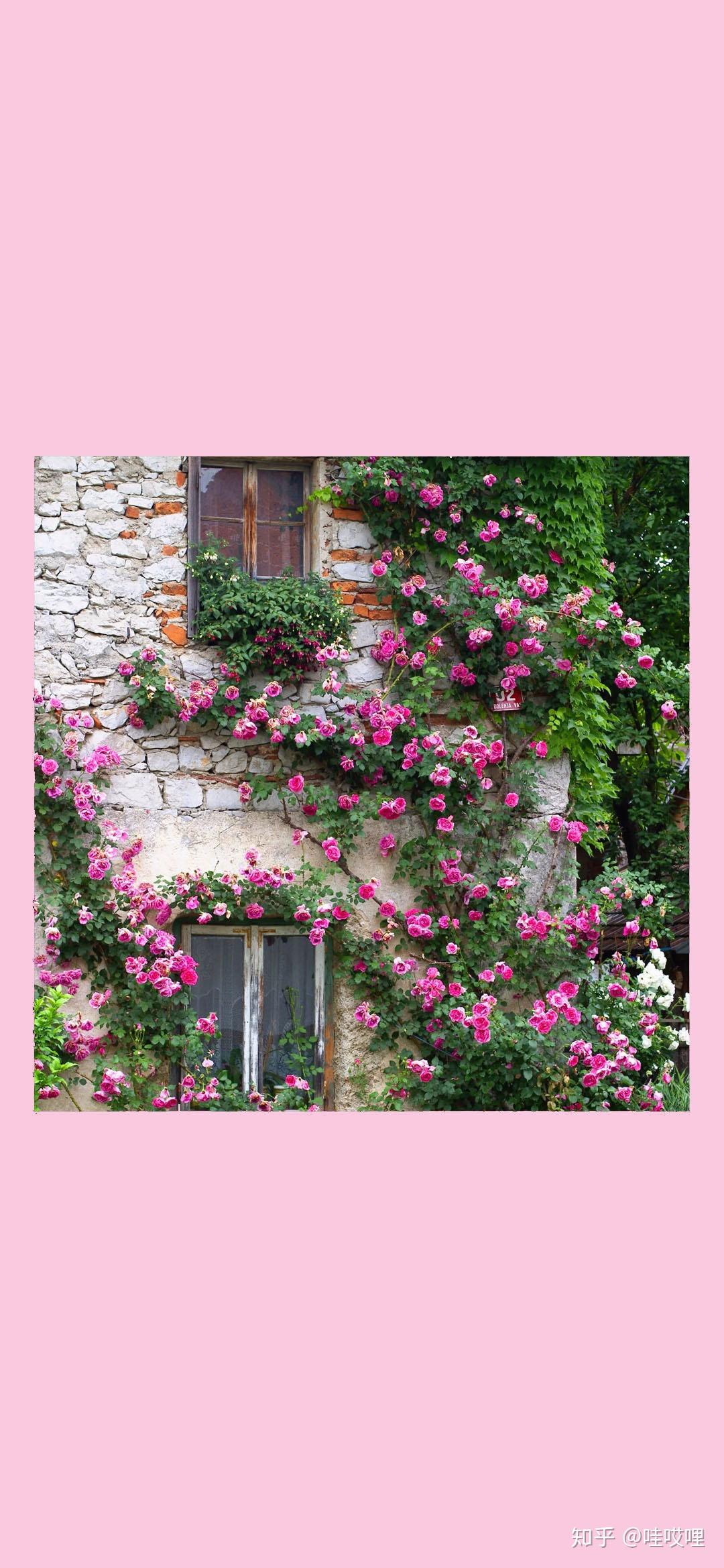 补丁壁纸樱粉花朵壁纸手机壁纸