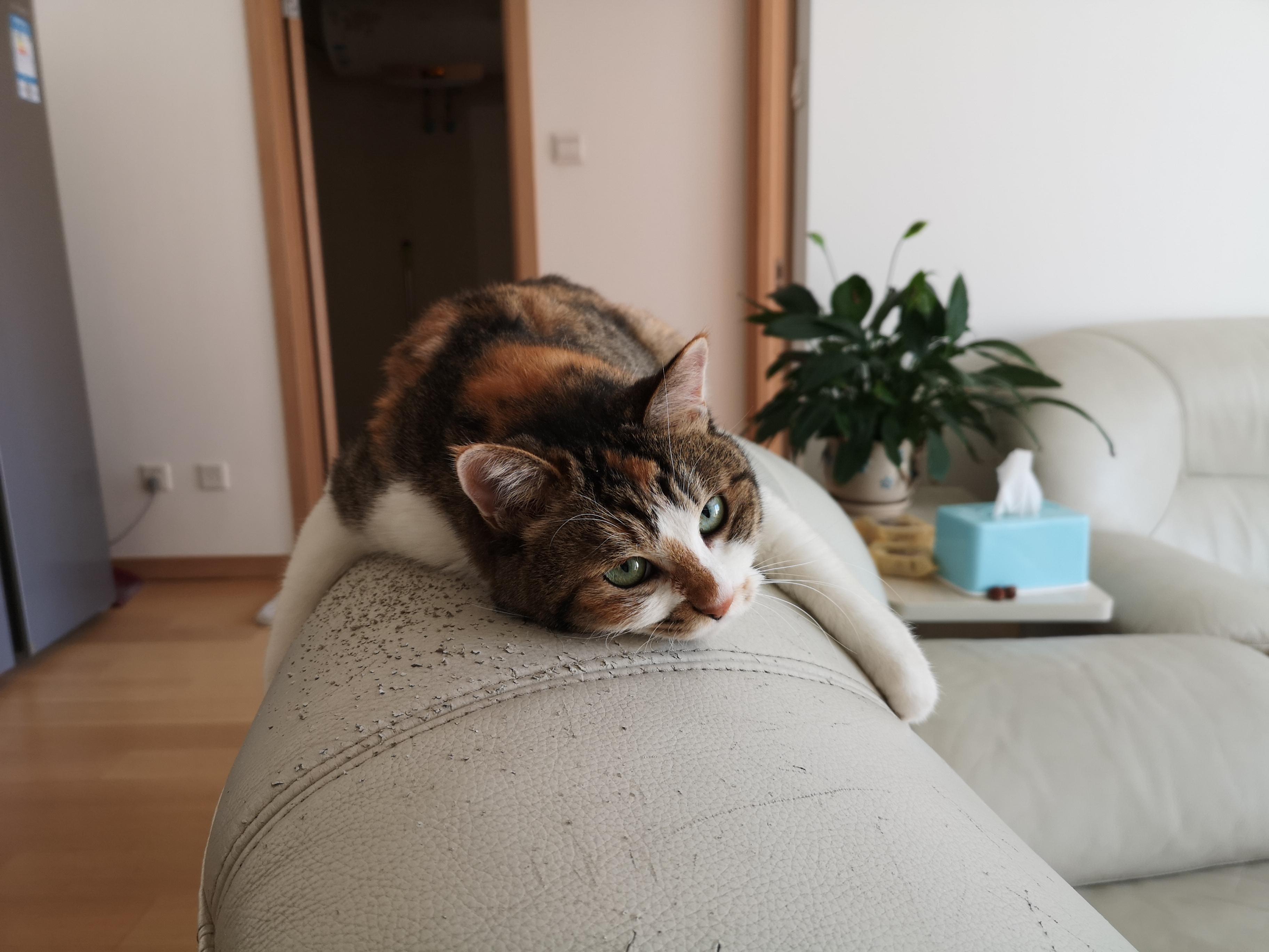 家里有猫主子的皮沙发是怎么保护的?