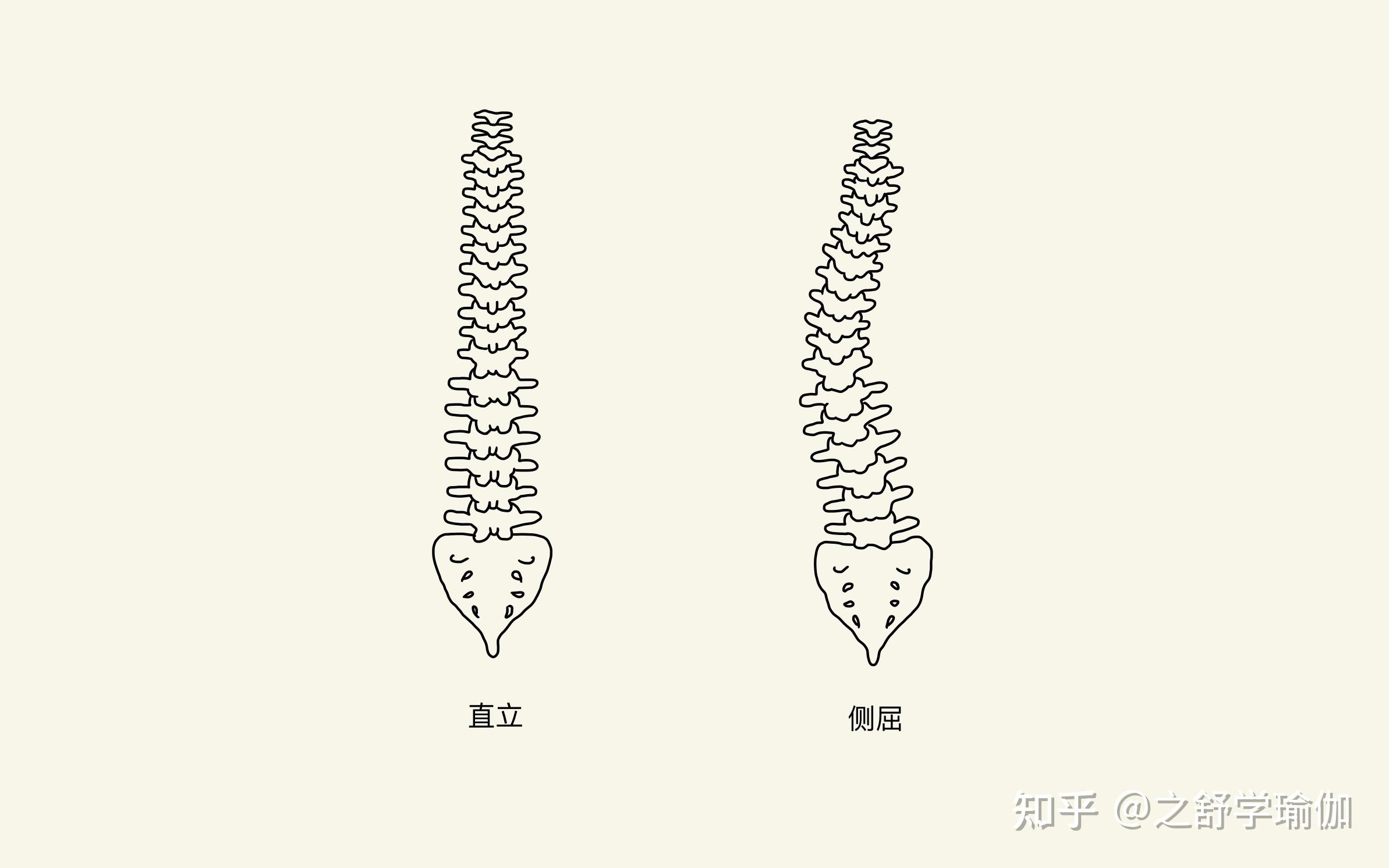 67图1 脊椎骨我们再看看左右方向 继续看图1