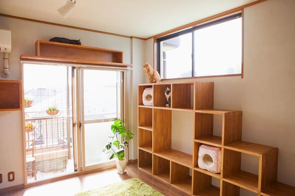 别再“云养猫”了,告诉你如何打造一个适合养猫的家! - 知乎