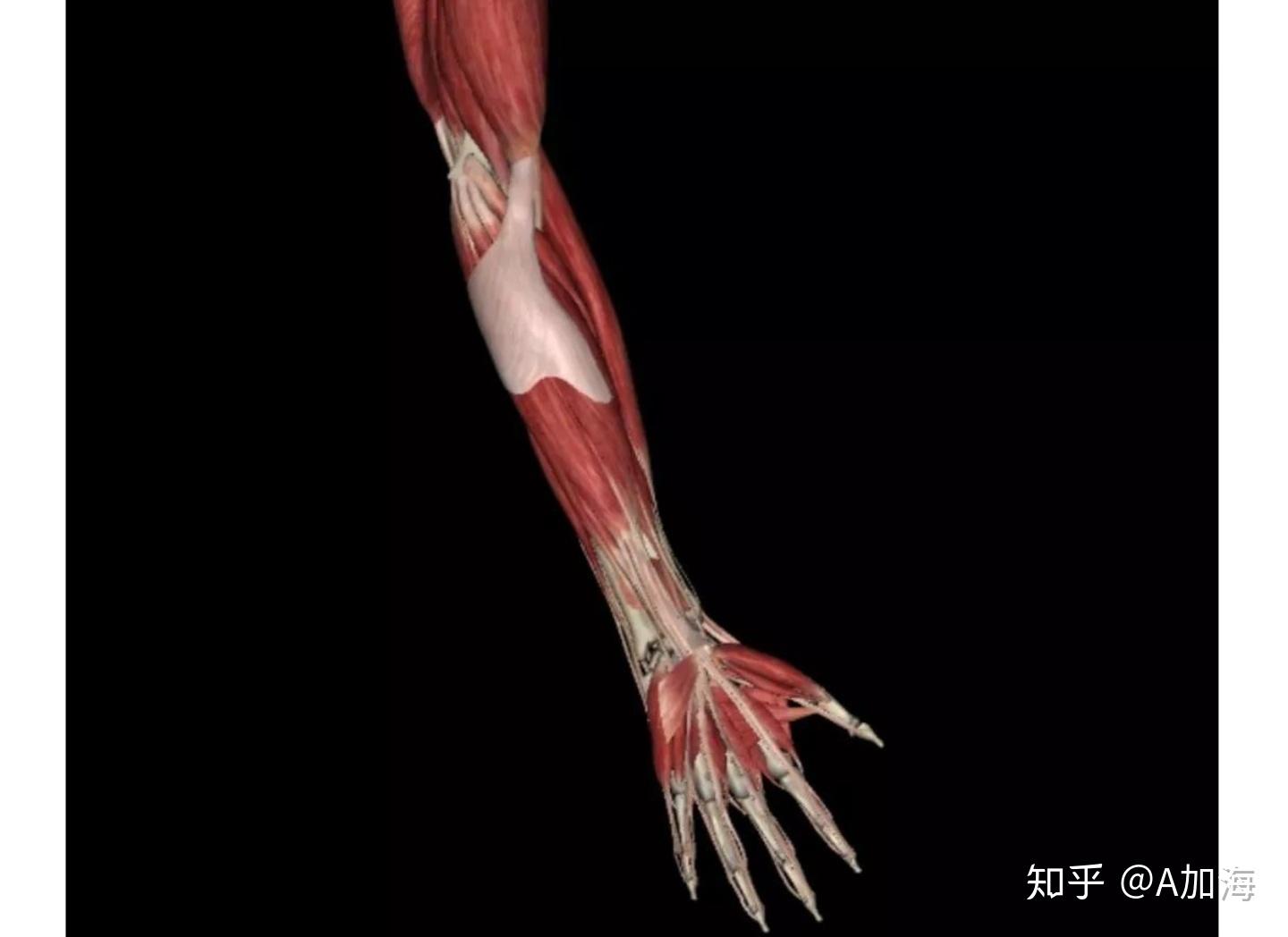 PBR次世代 手臂肌肉 大臂 小臂 肌肉 韧带 解剖 剖面 手指 骨骼 人体 器官 医疗 医学 医用-cg模型免费下载-CG99