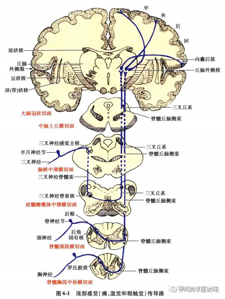 感觉传导通路解剖精讲及定位诊断