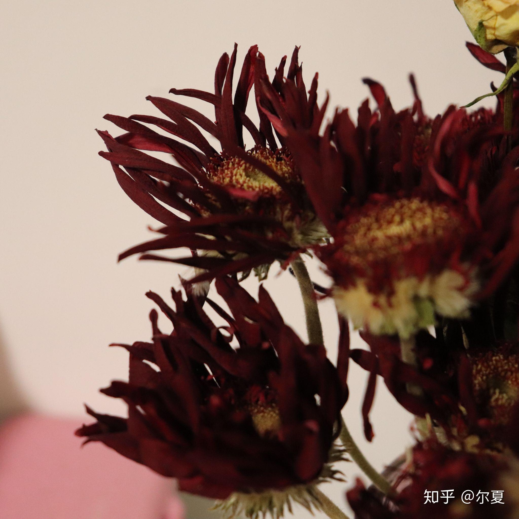 非洲菊干花怎么制作? - 知乎
