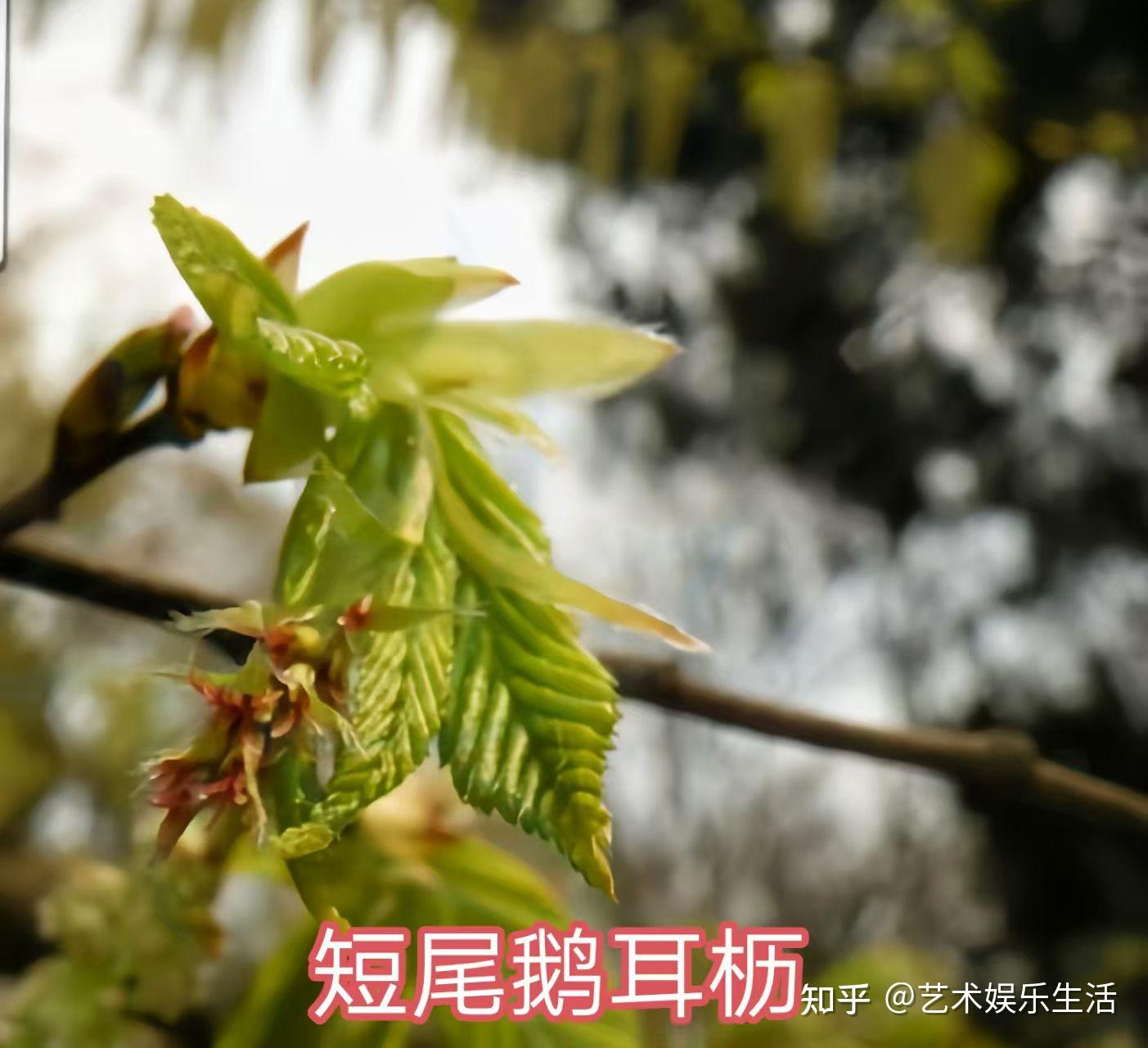 桦木科植物有哪些 - 知乎