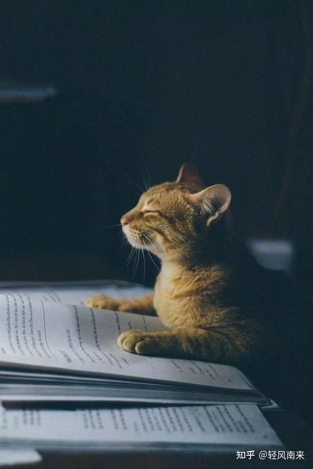 有没有小猫咪看书或者学习的头像? - 知乎