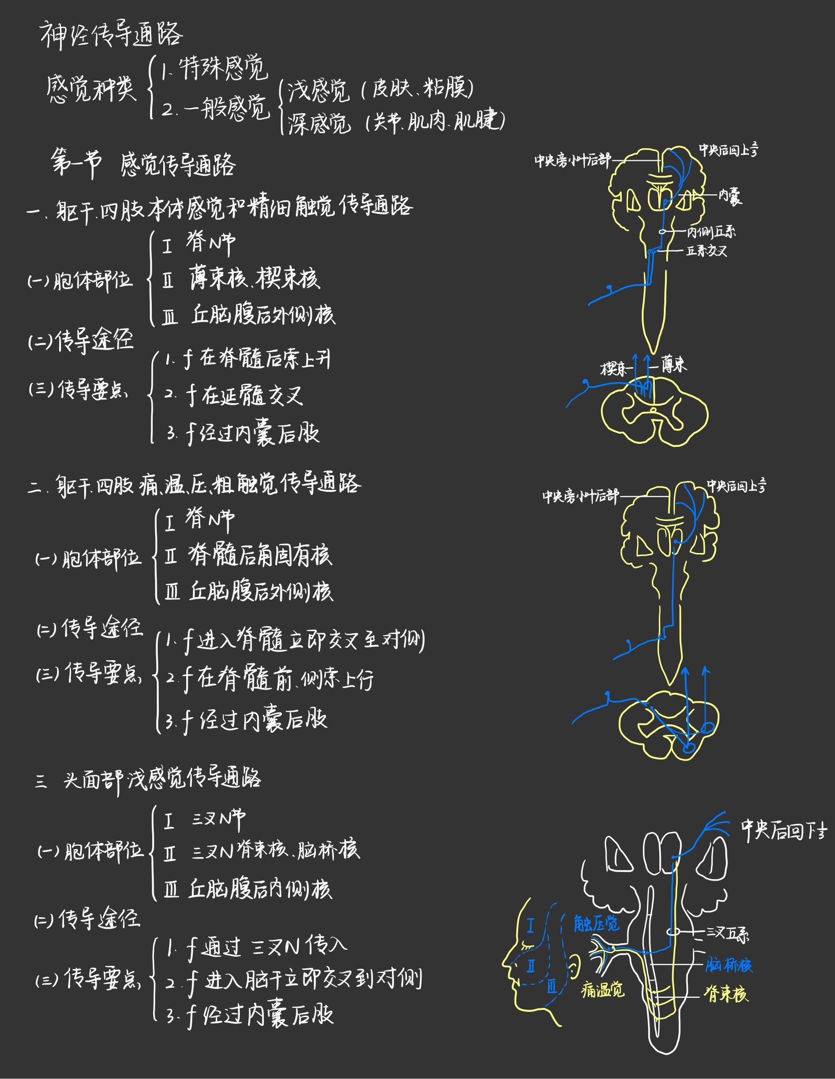 深感觉传导通路图片