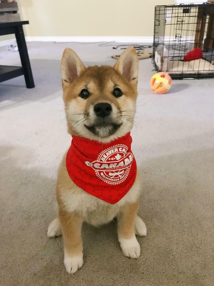 柴犬 狗 购买指南2 2 柴犬 狗 的购买攻略 知乎 柴犬 狗 购买指南2 2 柴犬 狗 的购买攻略 知乎