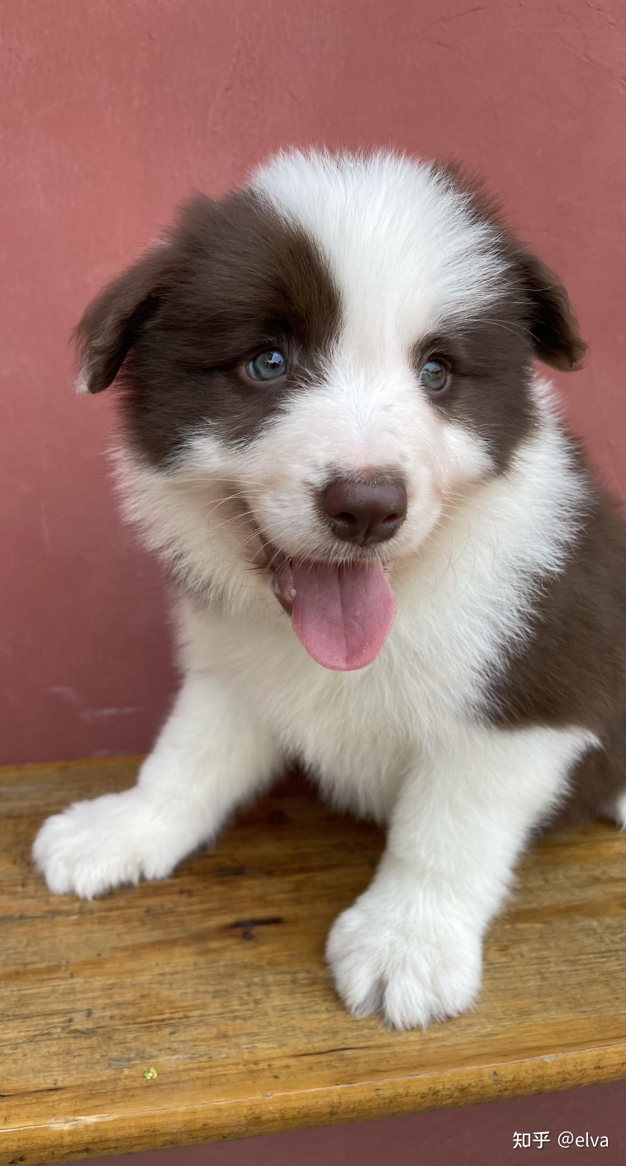 八岁女孩适合养边牧还是喜乐蒂