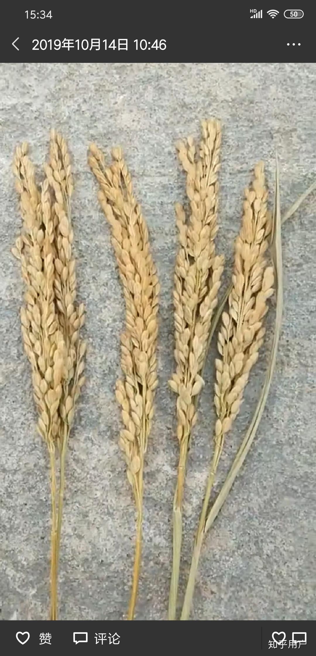 请问一株水稻的果实可以做几碗米饭