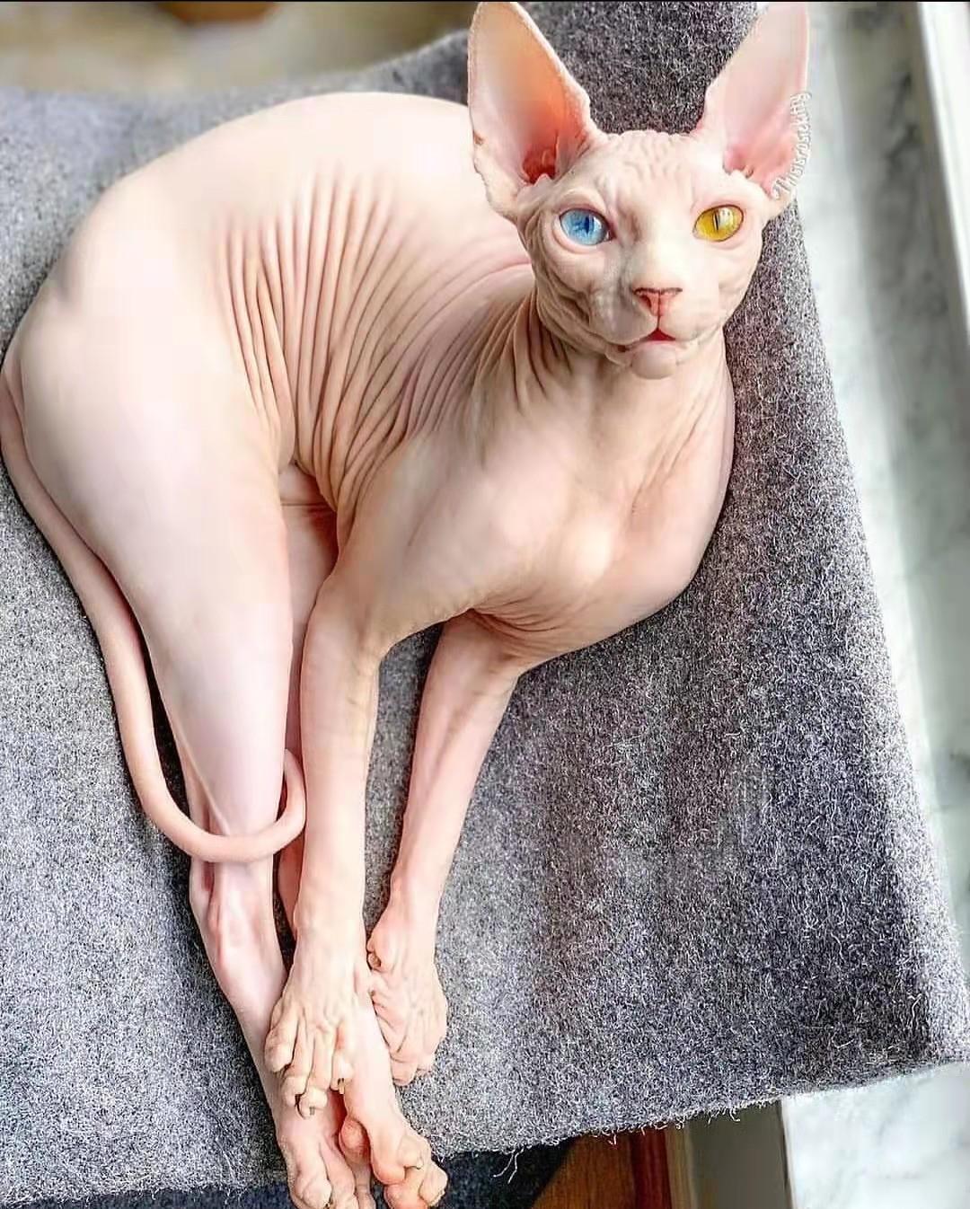 宠友社交:你听说过没有毛的猫吗?加拿大无毛猫 知乎