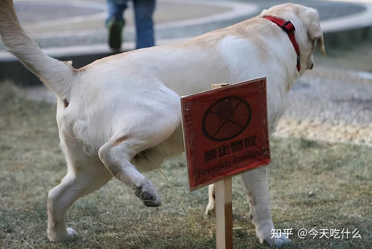 在狗狗的世界里,抬腿尿尿是很有魅力的动作,不仅可以向其他公狗展示