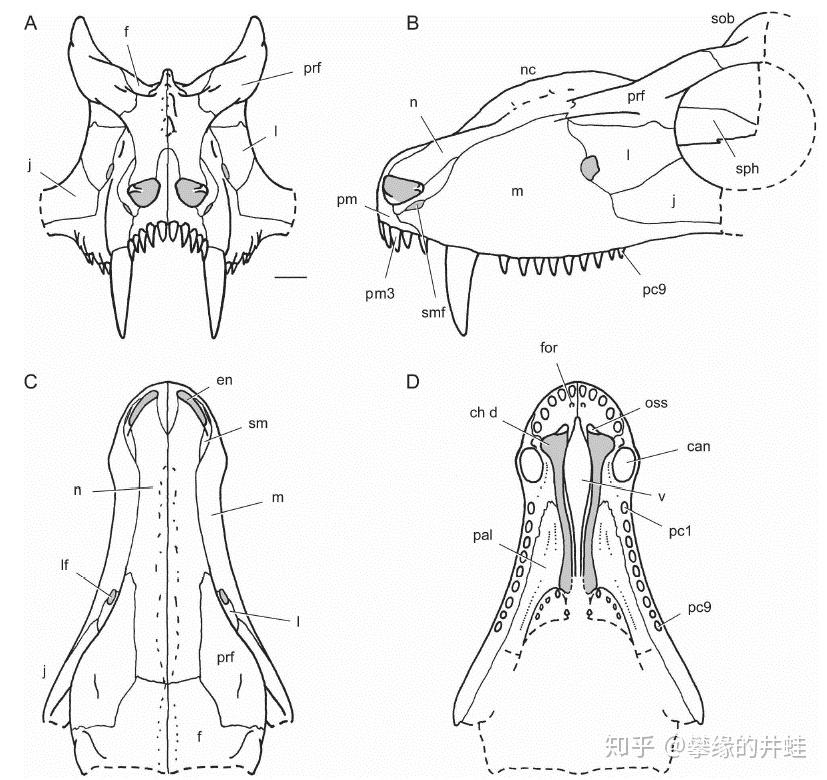 卡鲁盆地发现的另一种伯纳特兽类:lophorhinus willodenensis.
