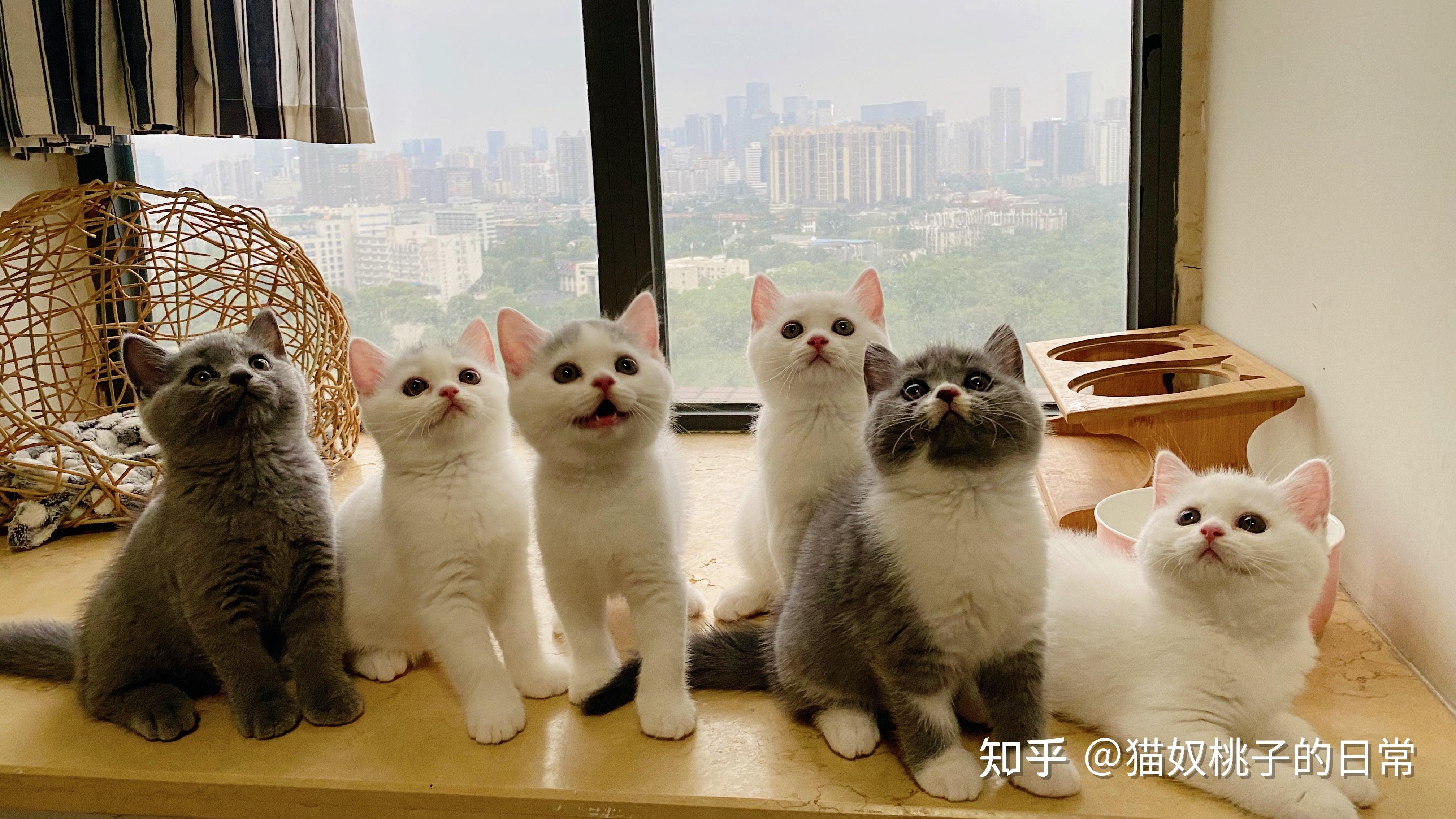 你有你家宠物和它的好朋友的合照吗