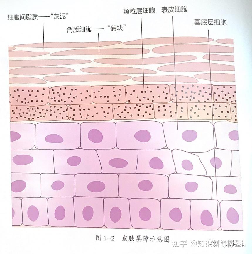 也是最重要的防线,角质层的"砖墙结构"就是狭义的,经典的皮肤