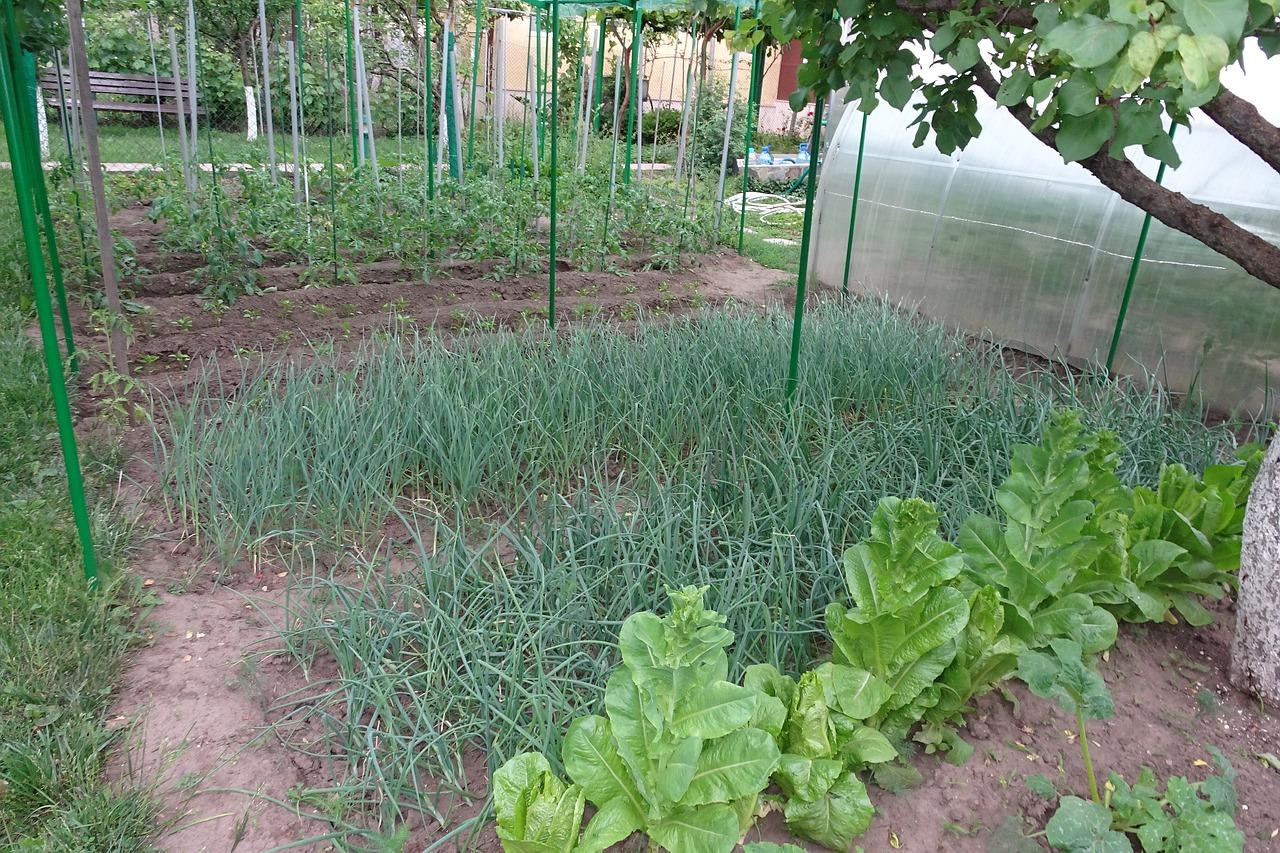 风水植物助学业旺运