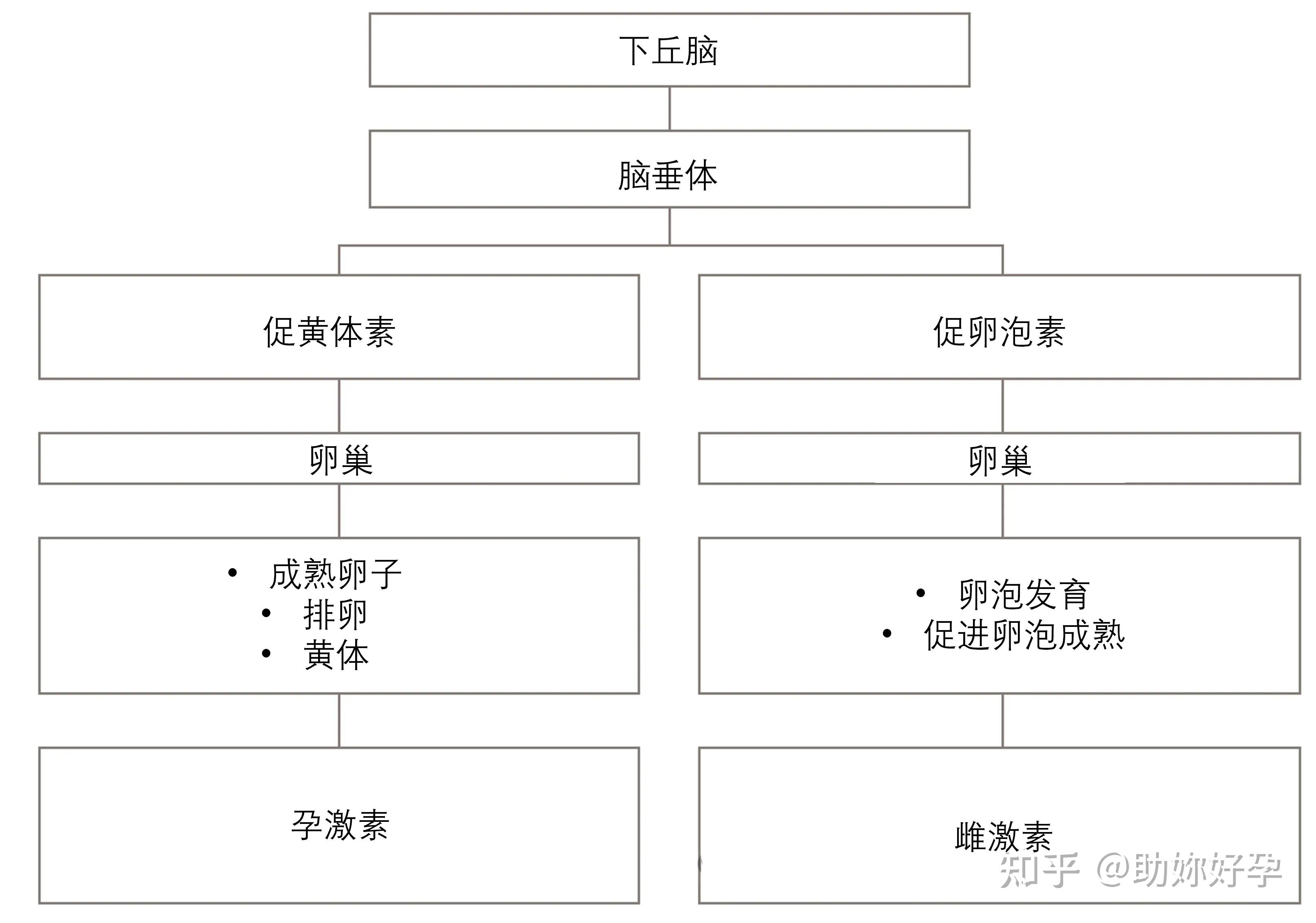 奶牛卵巢卵泡的部位图图片