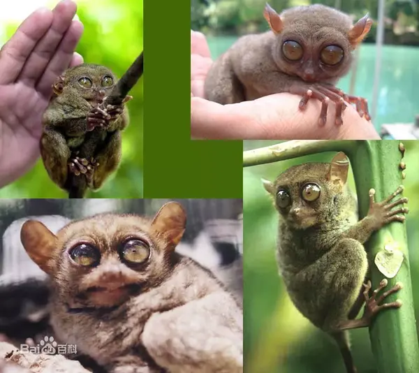 世界上最小猴种小小眼镜猴可爱大眼萌