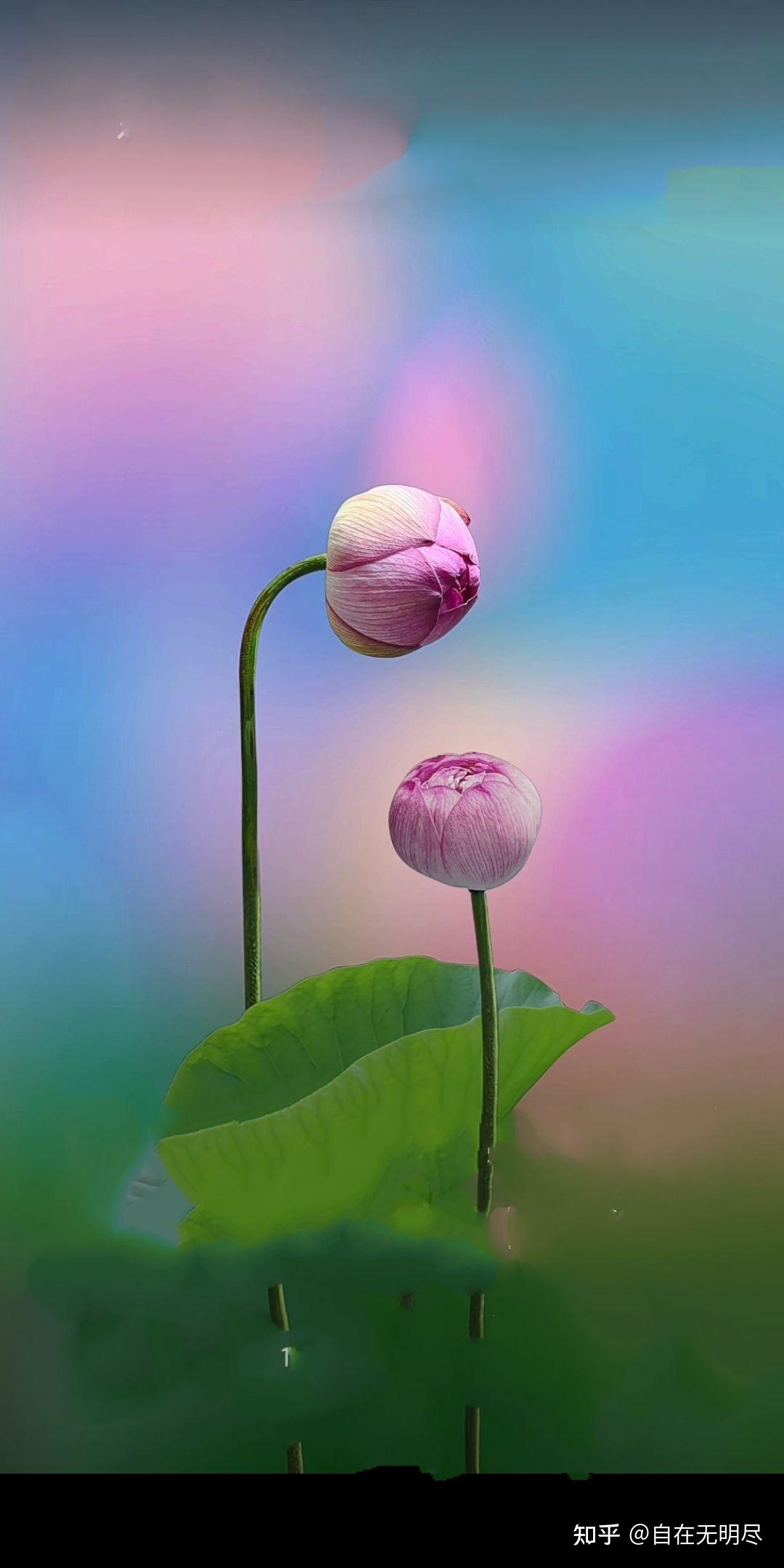 泥深雪藕缕丝藏.净水青荷幽梦远,千点泪垂雨带芳.