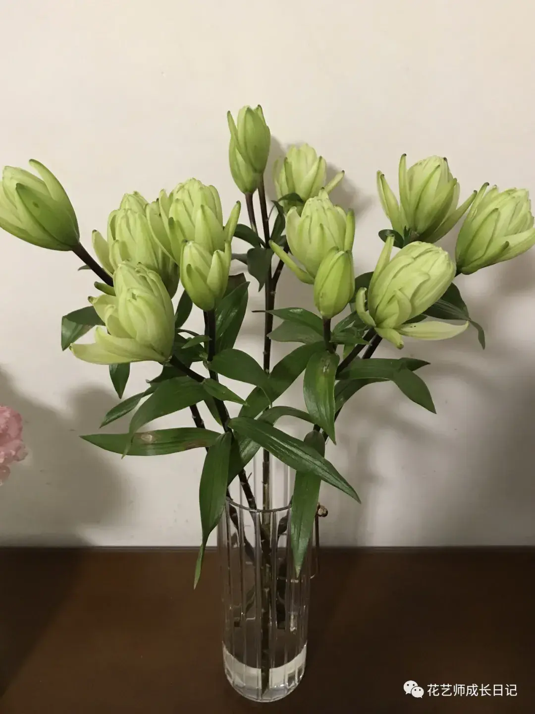 4 | 绿精灵百合,铁头归铁头,但美是真的!